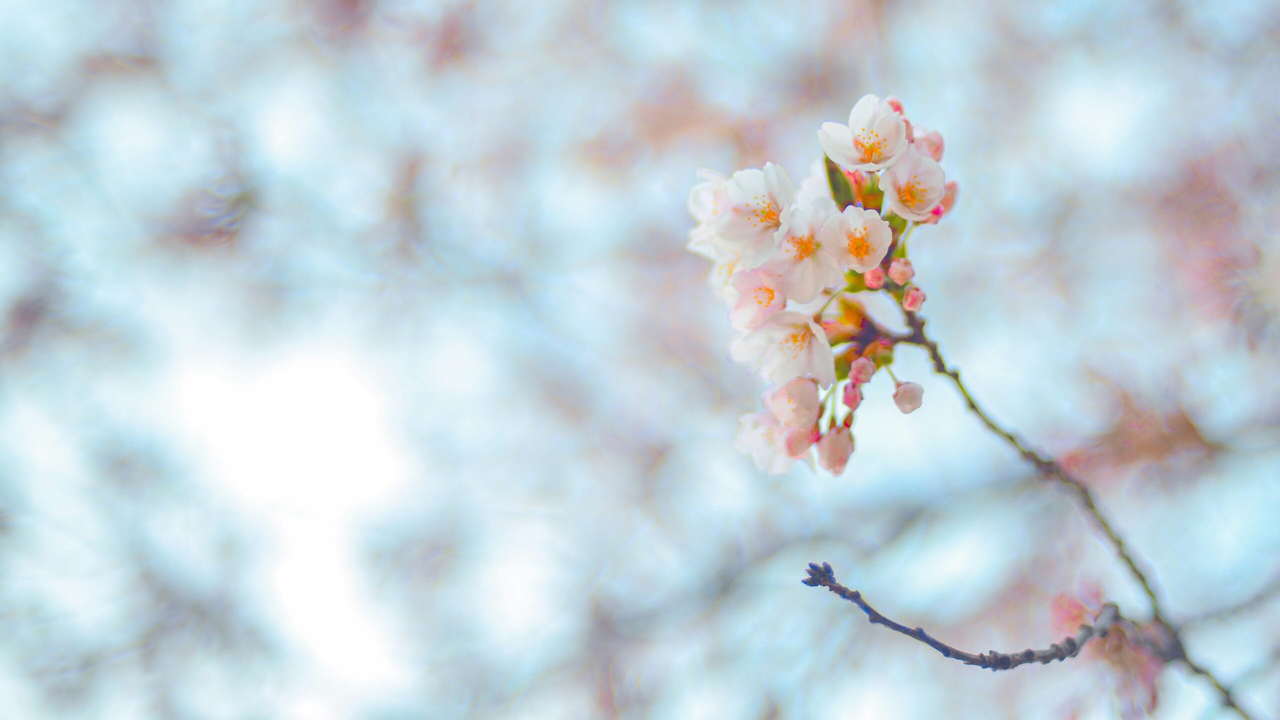 a close up of flowers on a tree branch